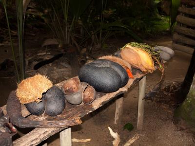 Nature Senses Tours